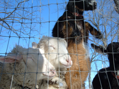 More kansas aminals