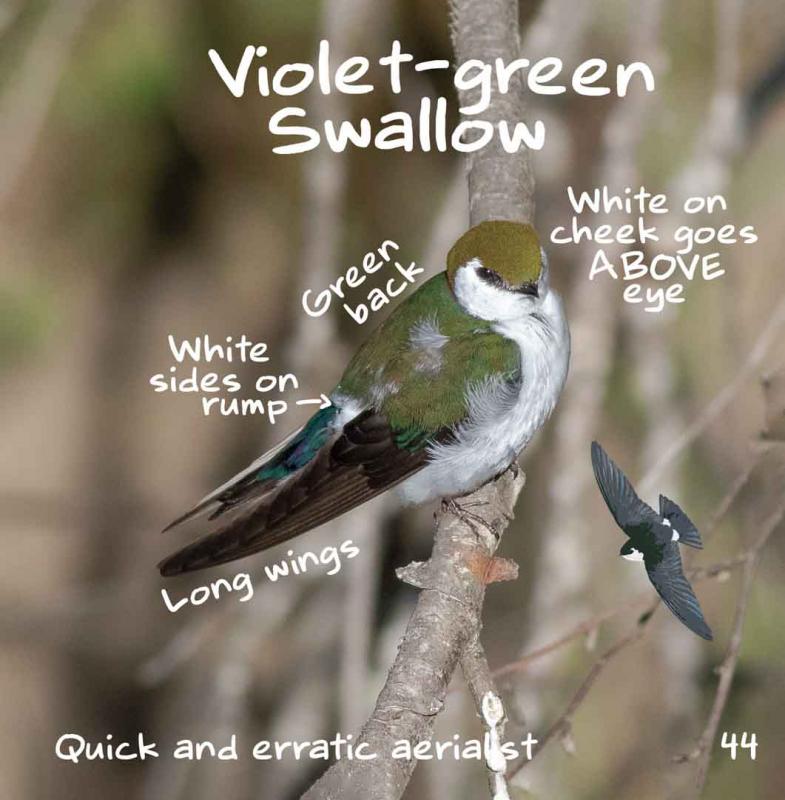 Backyard Birds West: Neighborhood Birding (Seymore Gulls Field Guide) image #1