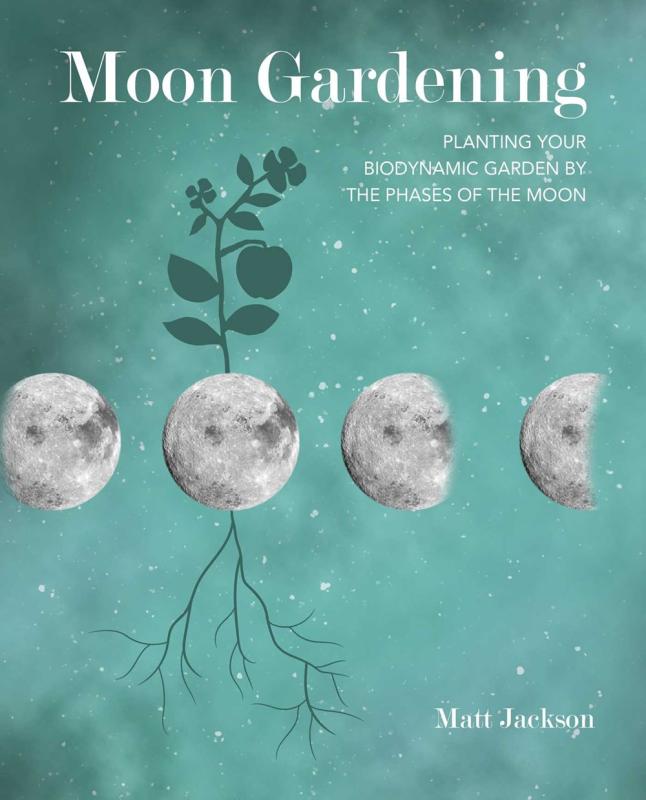 moon phases with an herb growing through one
