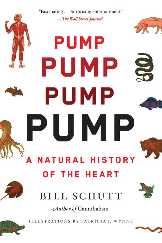 The title "Pump" in alternating size, skeuomorphic onomatopoeia title text, over a white background, featuring circulatory system diagrams of different animals on the side.