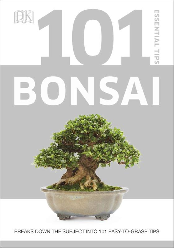Little bonsai tree in a pot
