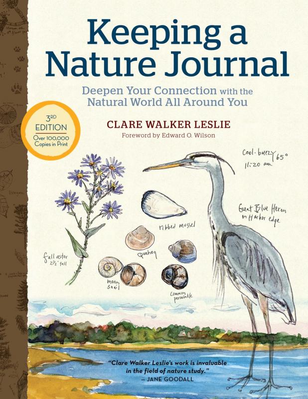 nature illustrations of a heron, shells, and a plant sprig.