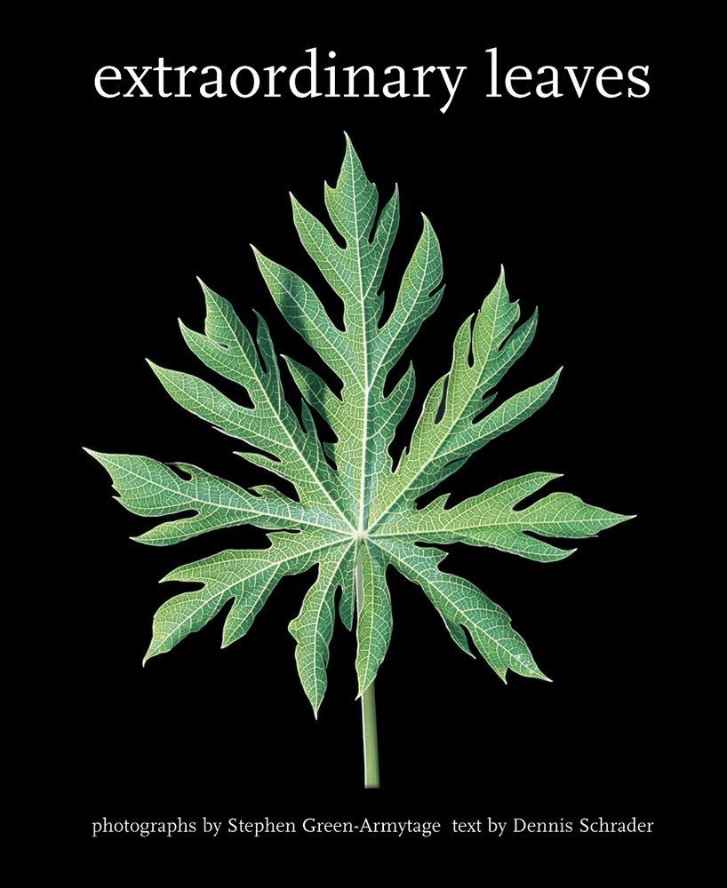 flame shaped leaf over a black background