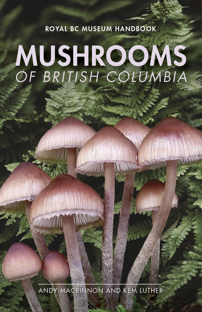 bunch of mushrooms growing next and under a fern