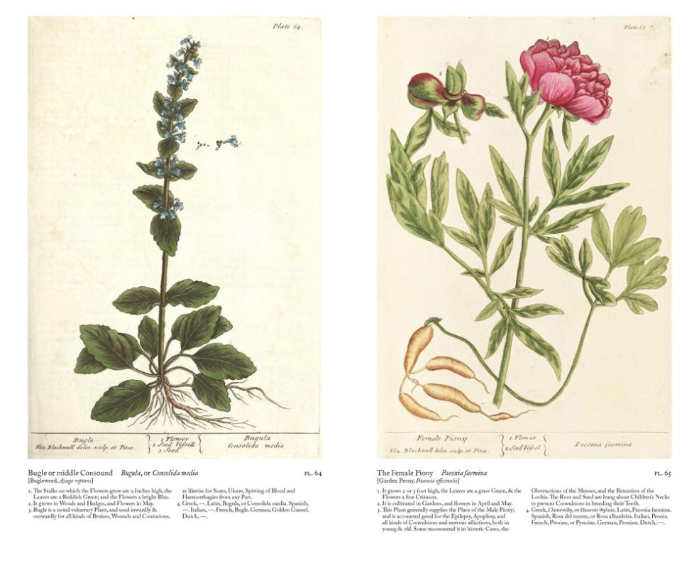 A Curious Herbal: Elizabeth Blackwell's Pioneering Masterpiece of Botanical Art image #1