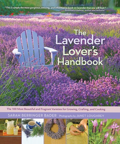 a purple chair in a field of lavender plants