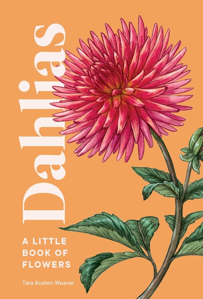 illustration of a pink dahlia