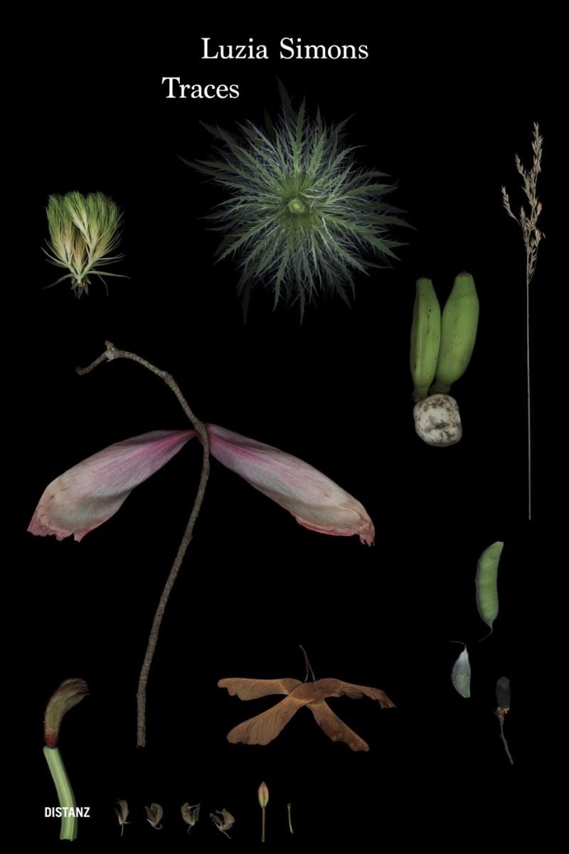 Botanical parts of what seems to be an oak's reproductive system