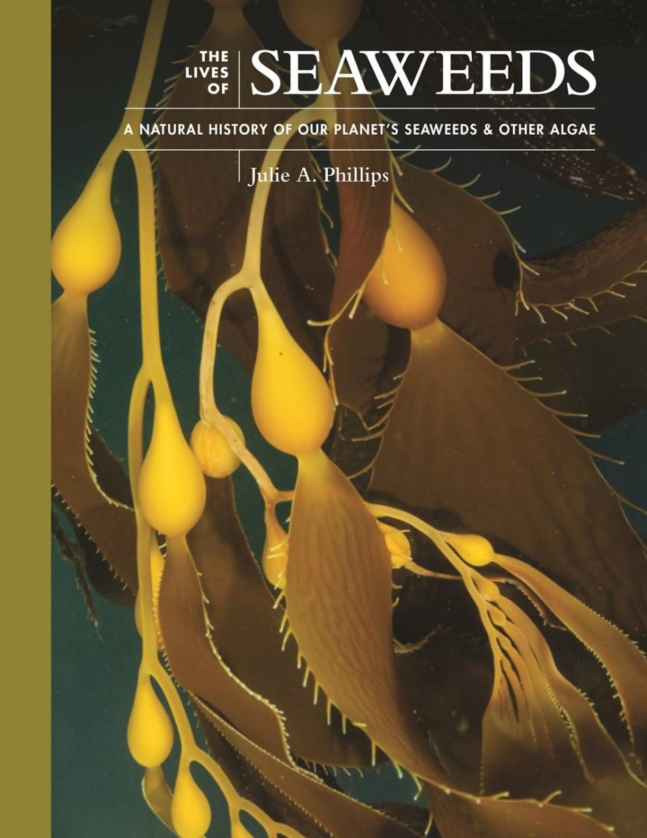 photo of seaweed close up to the bulb over green with a different tone spine