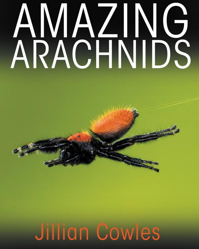 spidah over green gradient