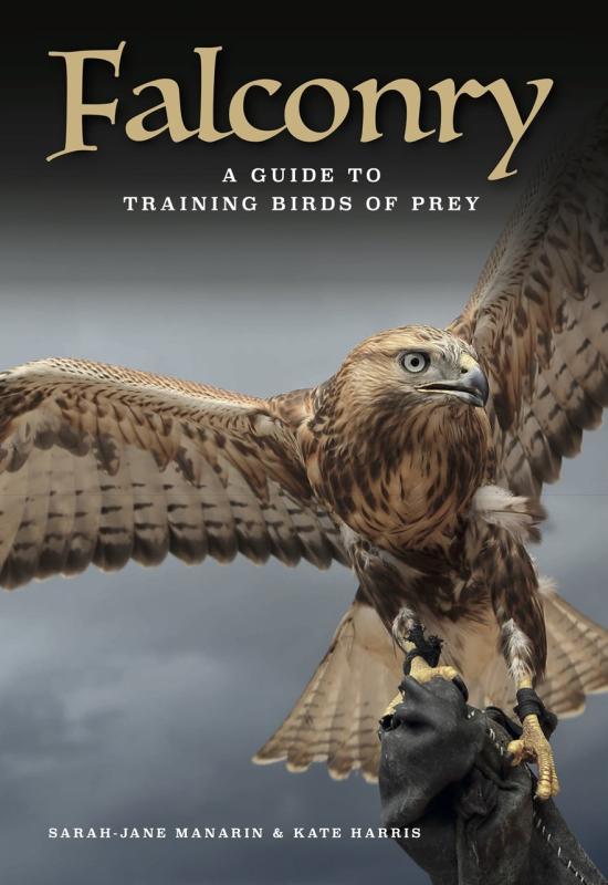 a falcon, perched and taking off or just starting to perch, looking majestic