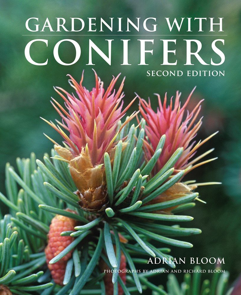 closeup of a blooming conifer needles over a blurred background