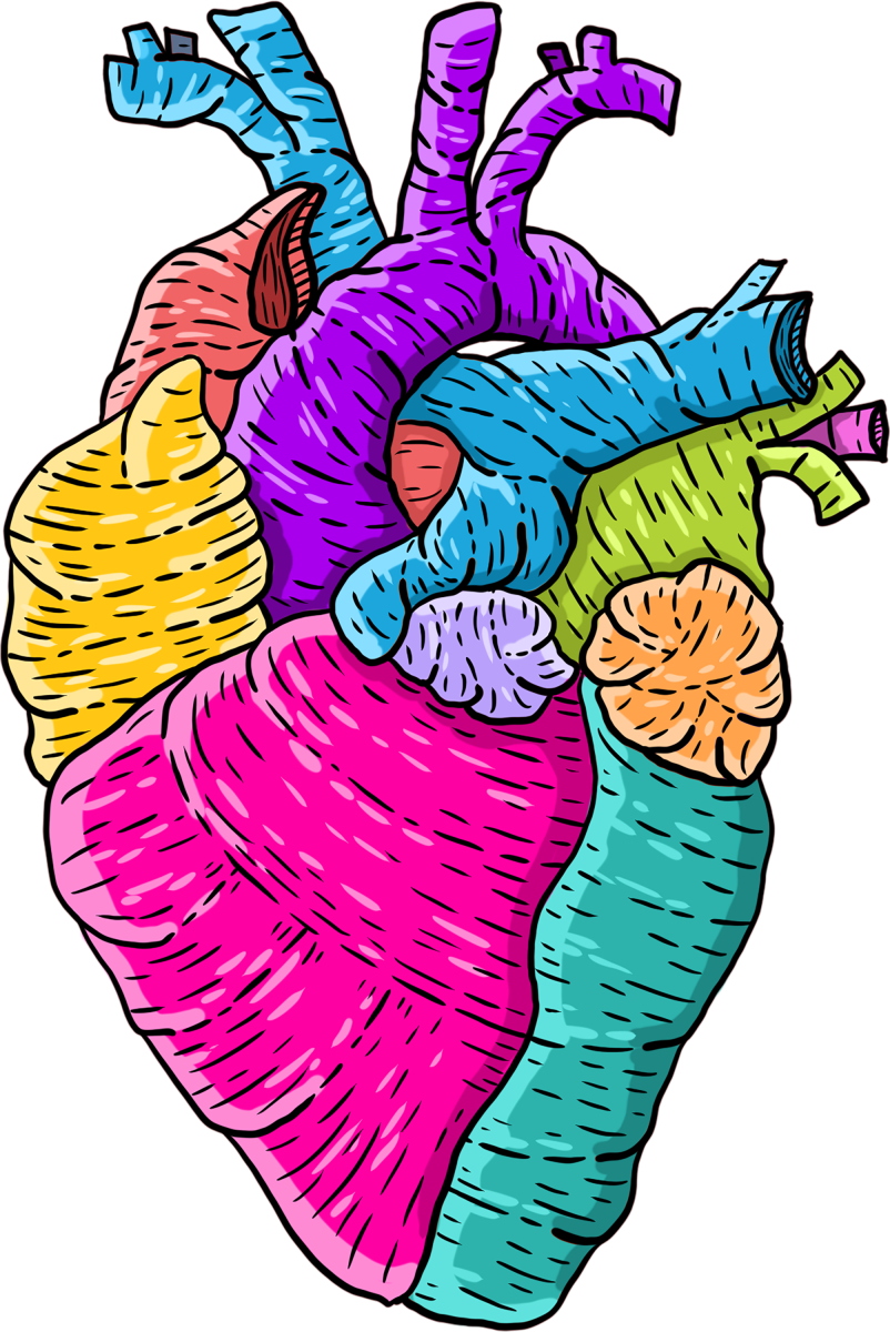 Colorful illustrated  anatomical heart.