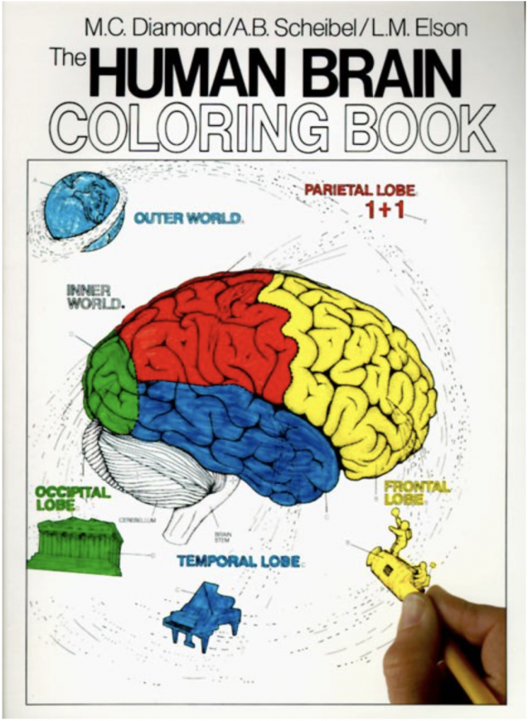 A colored in coloring book page of the brain's parts