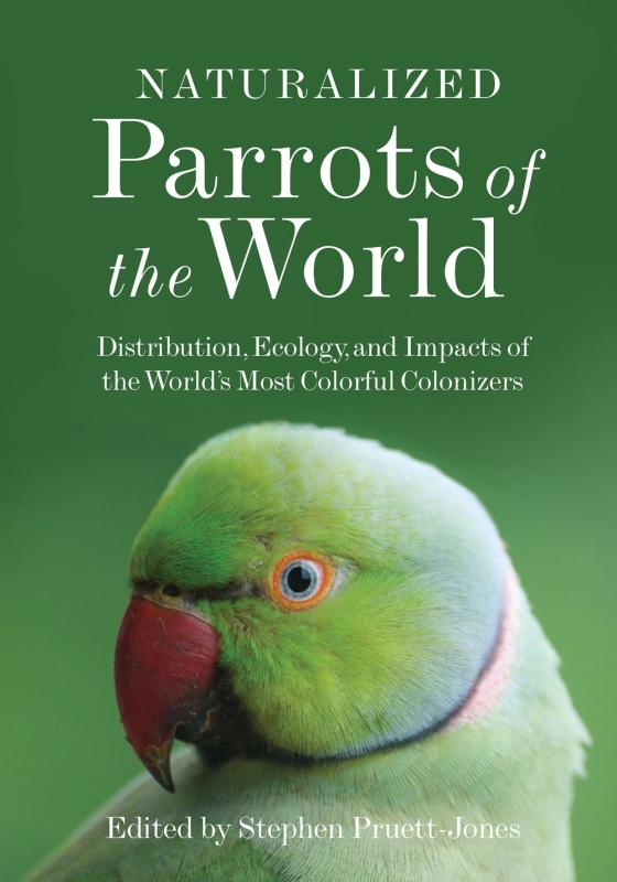 teeny parot side profile over a background of blurred green