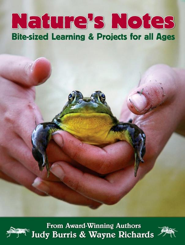 A frog is held passively in two hands.