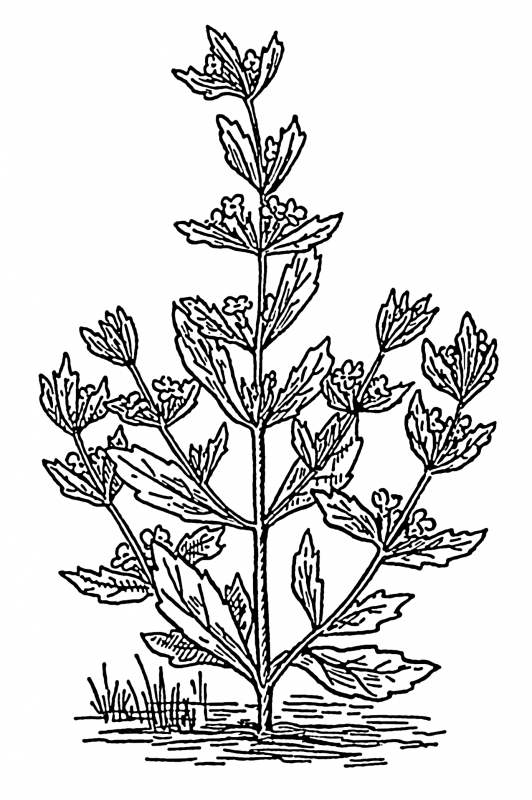 an old illustration of the pennyroyal plant