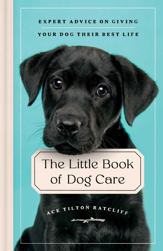 Black lab pupper over a light blue background, behind a sign with the title text