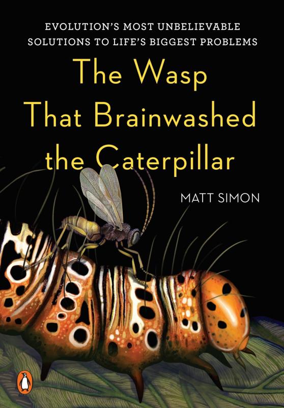 wasp injecting a caterpillar