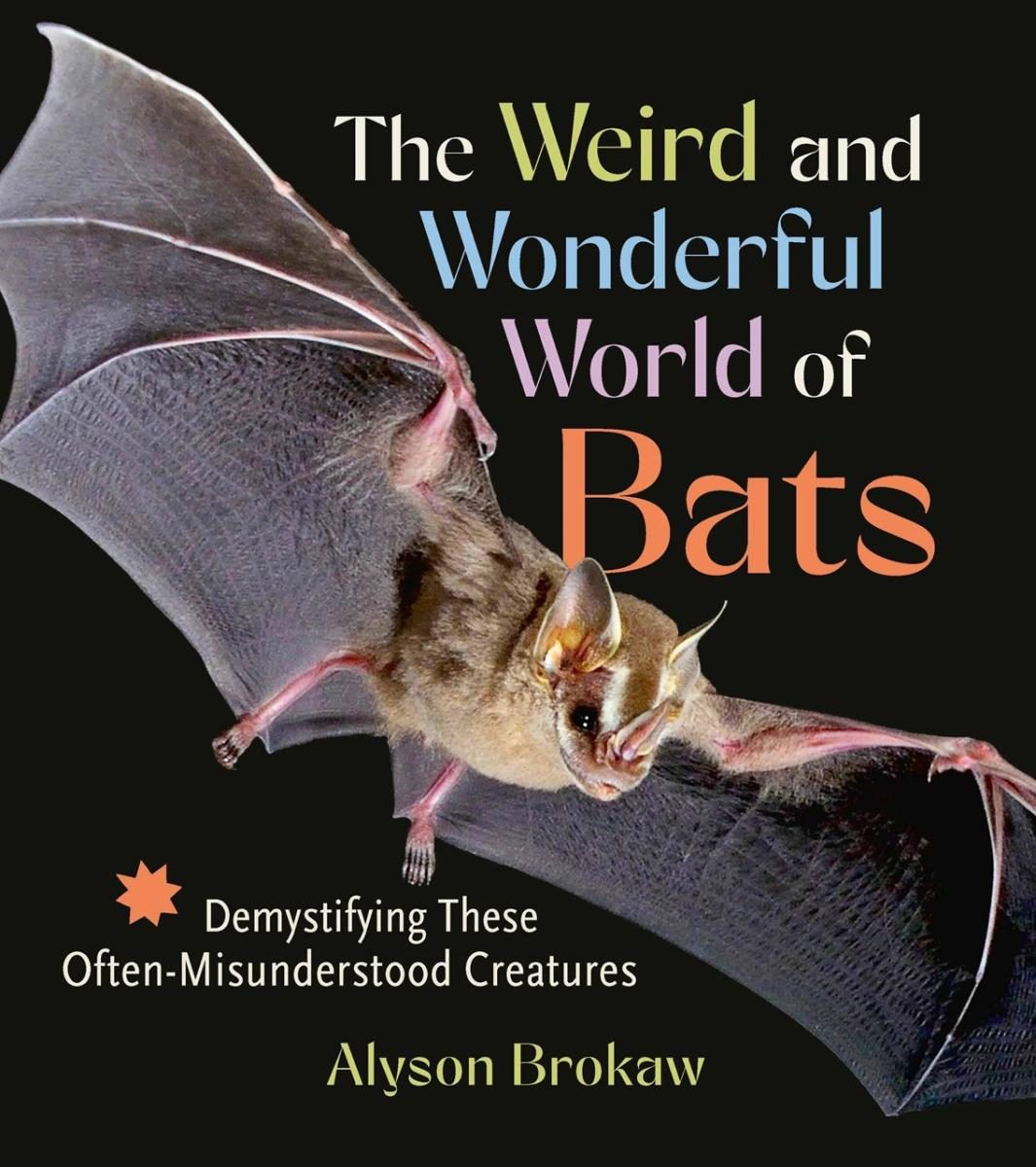 Happy bat with a shiny eye and wings outstretched over a black background 