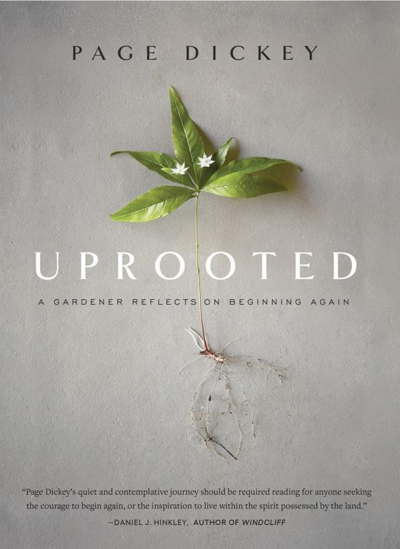 Uprooted plant with tiny flowers over a grey surface