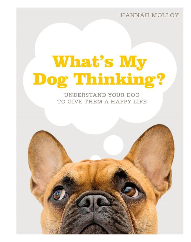 frenchie with a thought bubble above it