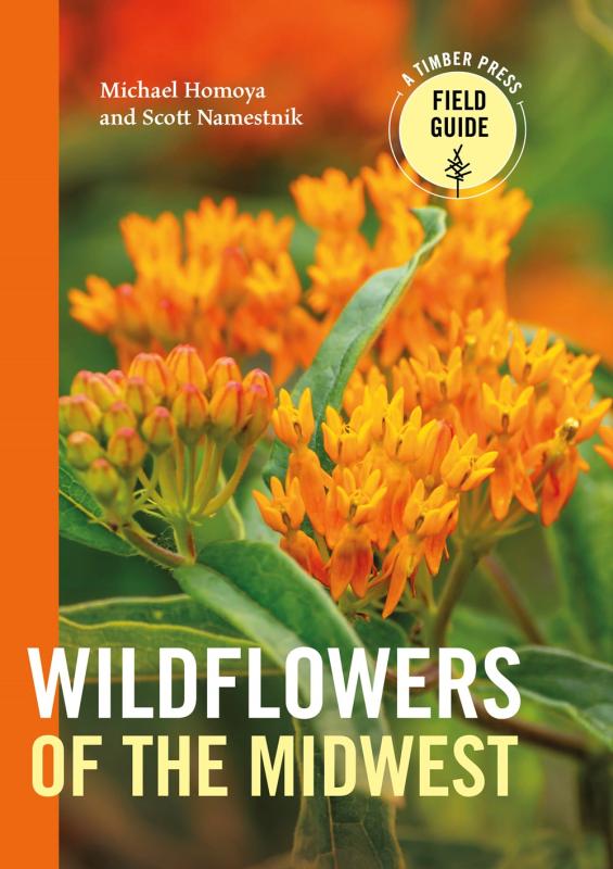 yellow orange wildflowers with an orange spine