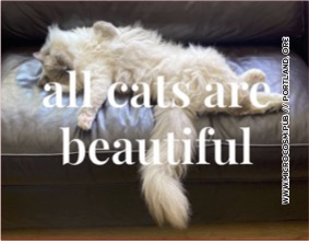 a fluffy white cat lounging on a couch with the title text superimposed