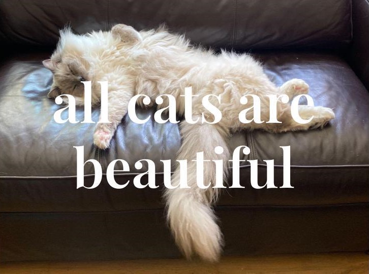 All Cats are Beautiful image #1