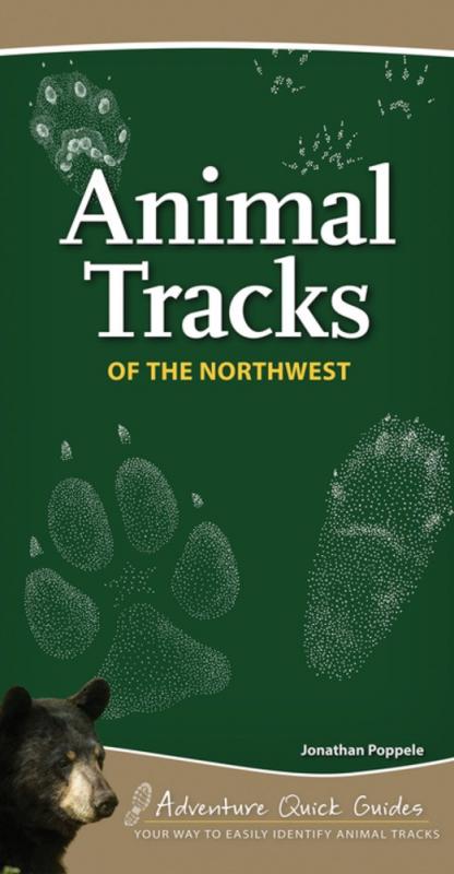 a bear pokes his head out at bottom left and animal tracks cross the green background behind the title text