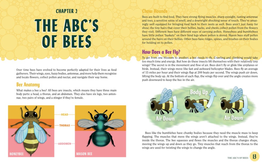 Turn This Book Into a Beehive!: And 19 Other Experiments and Activities That Explore the Amazing World of Bees image #1