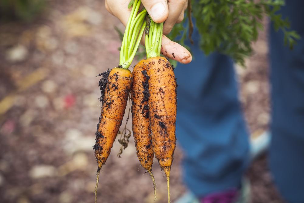a caucasian hand holds a bundle of carrots with the dirt still on them