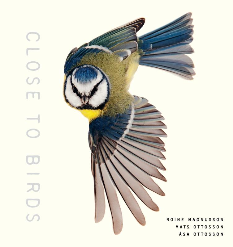 Cover shows a colorful bird in flight. It's looking right at us.