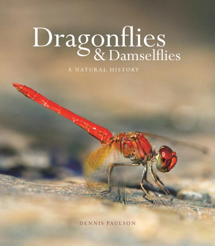 photo of a red damselfly 