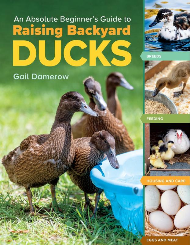 Various pictures of ducks at different stages of life