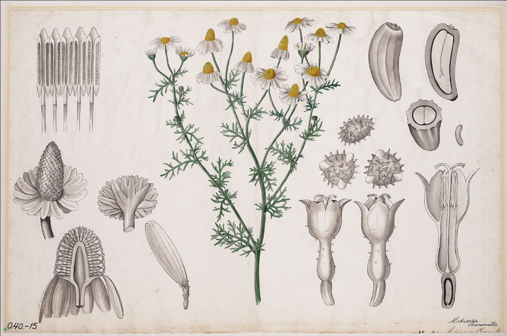an old chart of german chamomile