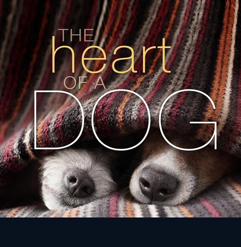 close up of two dog noses with white text
