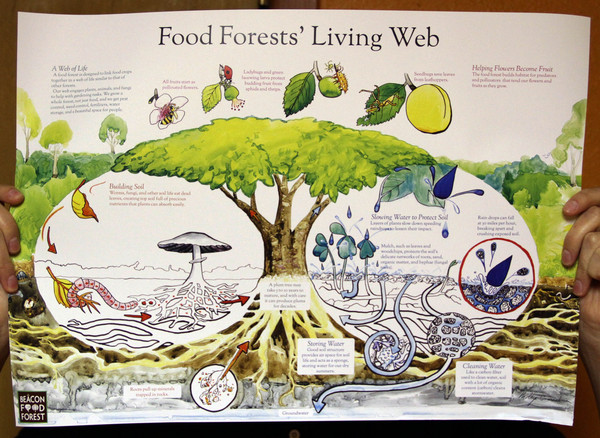 Food Forests' Living Web Poster
