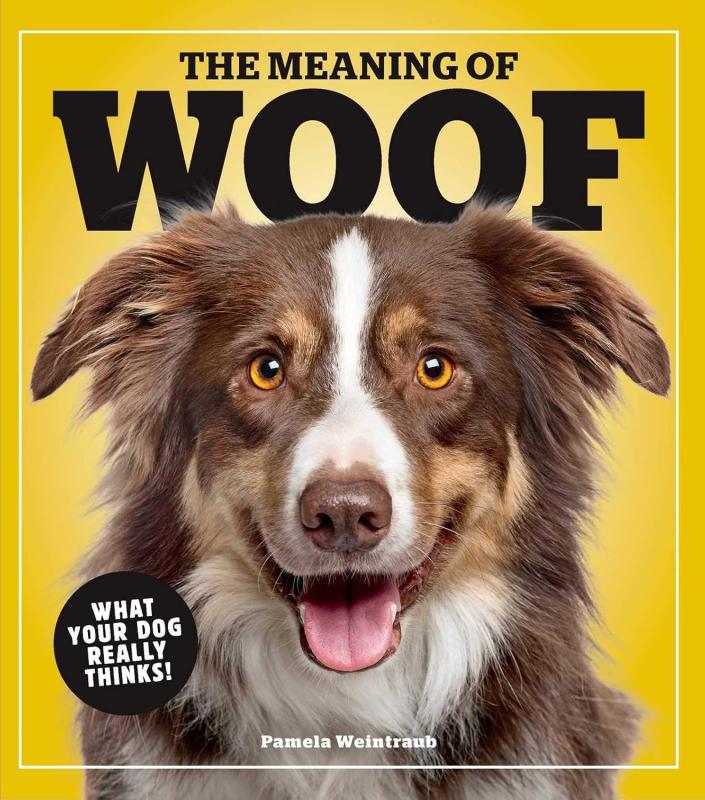 happy doggo over yellow