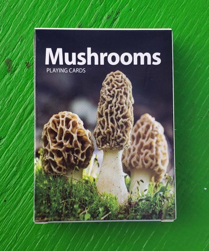 a cluster of morel mushrooms.
