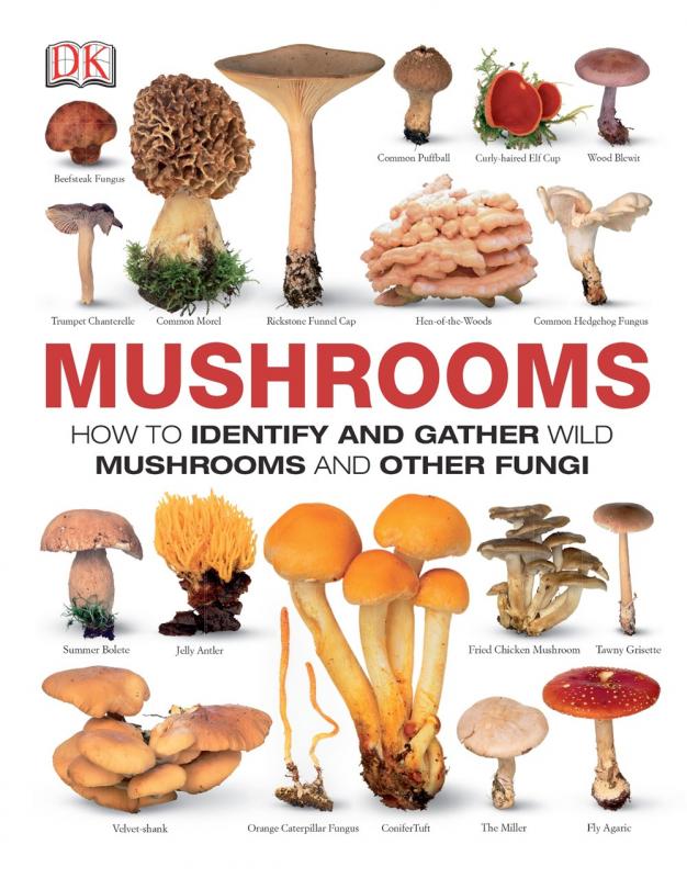 an assortment of wild mushrooms.