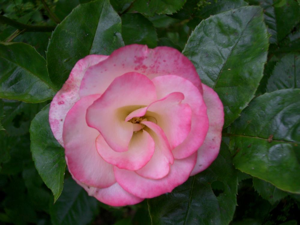 a pink rose in bloom, fully open