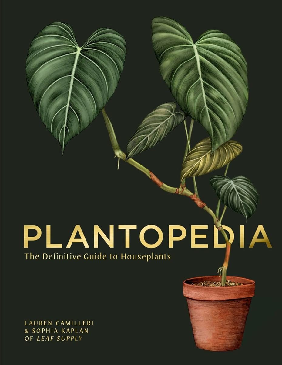 Potted philodendron with several leaves over a dark green background