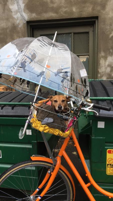 ruby under an umbrella on her orange bike