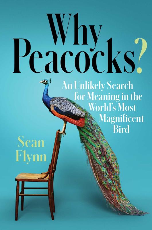 Blue cover with peacock standing on back of chair.