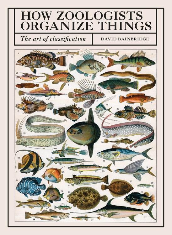 a chart of illustrations of various marine fish.